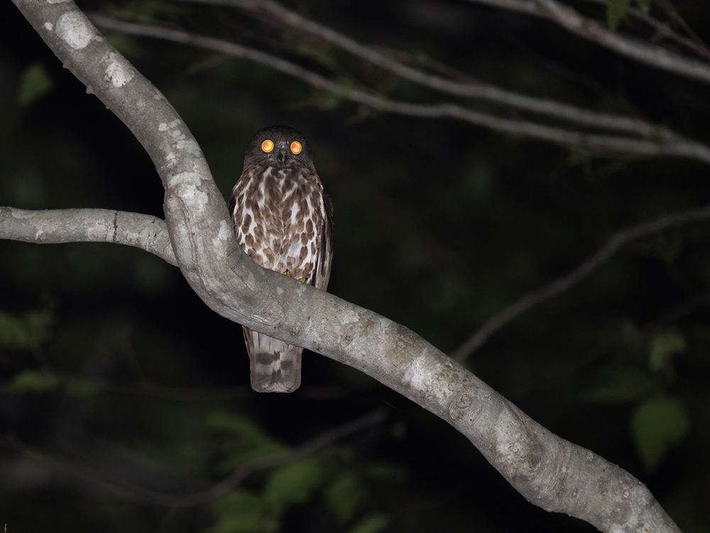 Northern Boobook