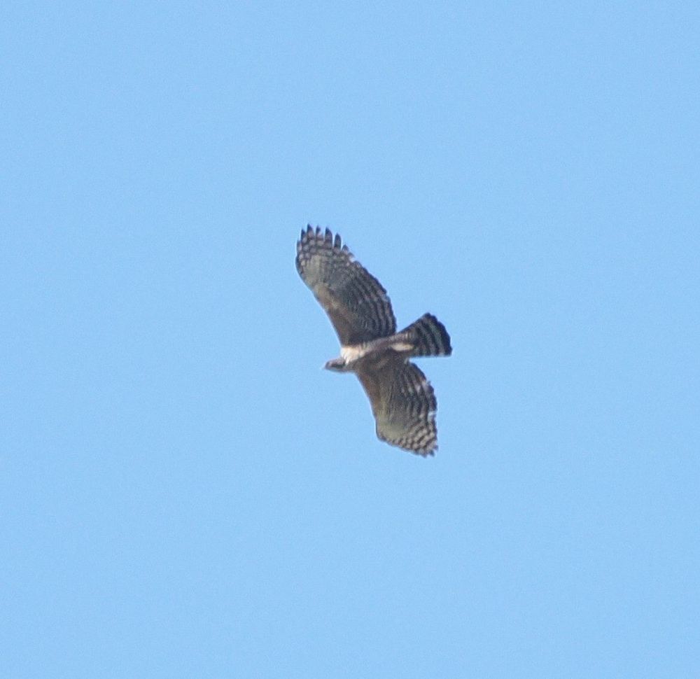 Mountain Hawk-Eagle