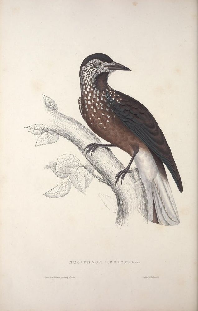 Southern Nutcracker