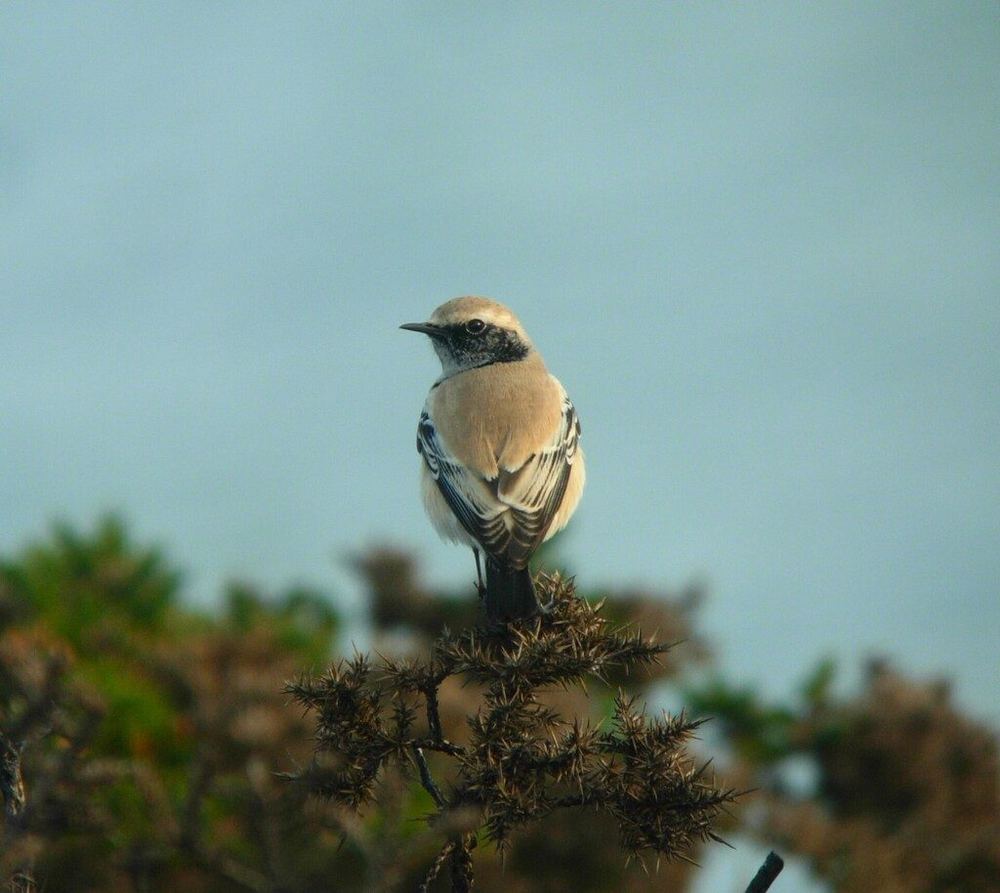 Desert Wheatear