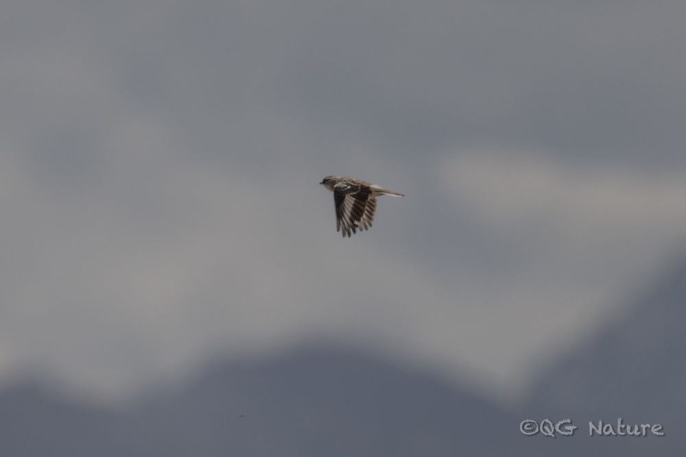 White-rumped Snowfinch