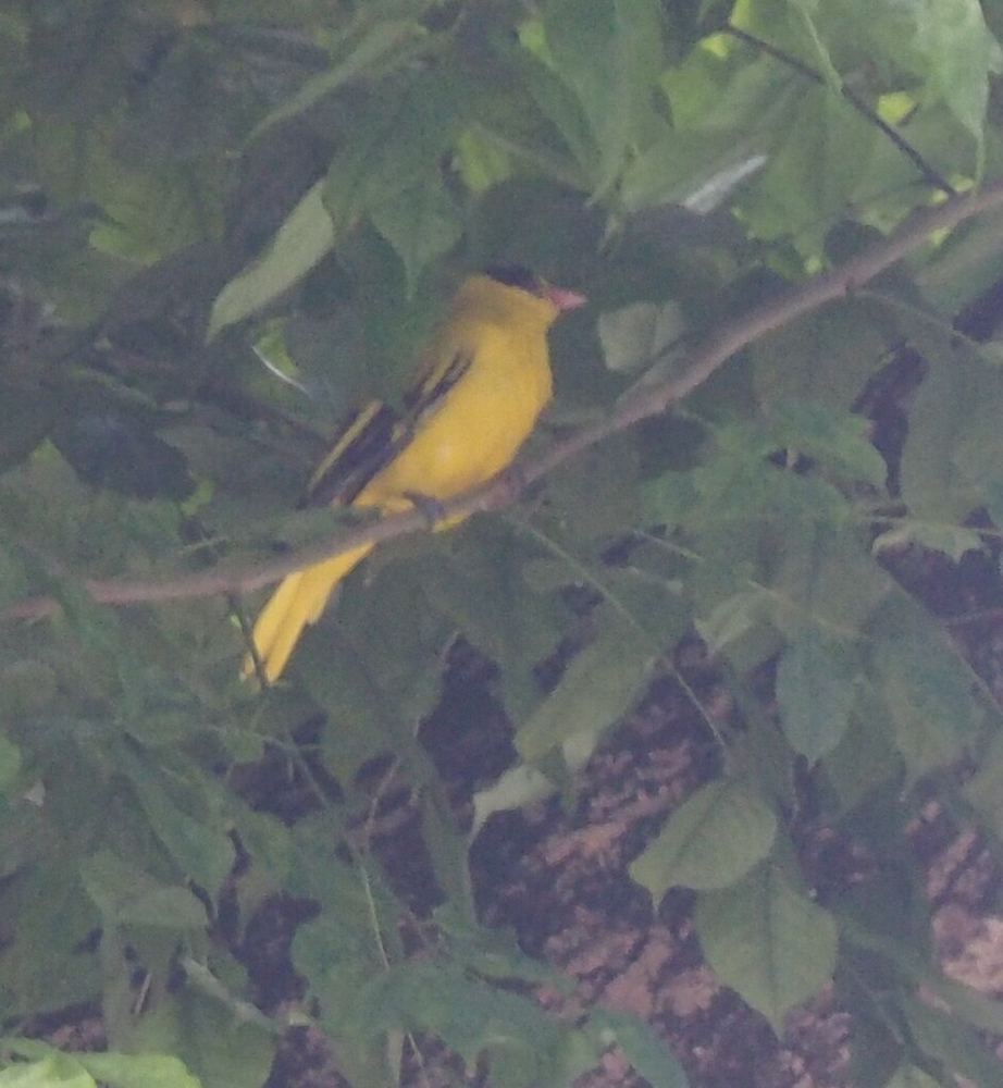 Black-Naped Oriole