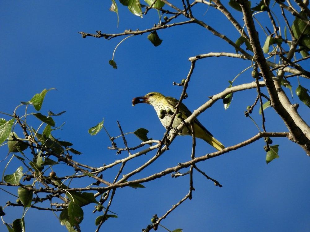 Indian Golden Oriole