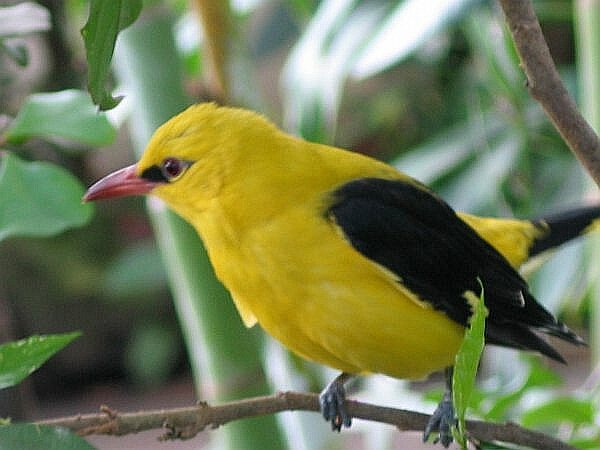 Eurasian Golden Oriole