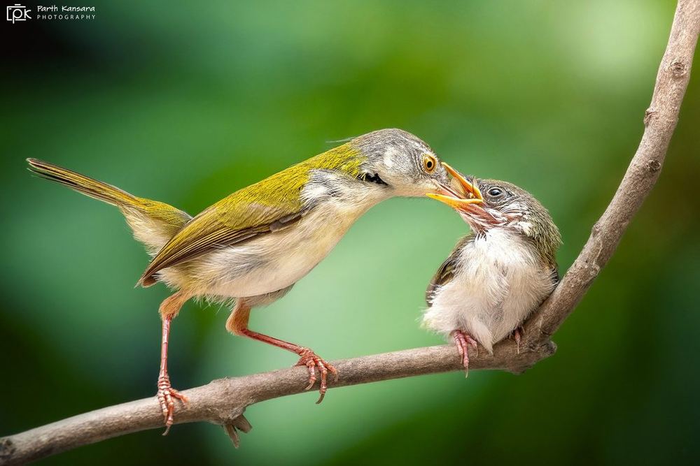 Common Tailorbird