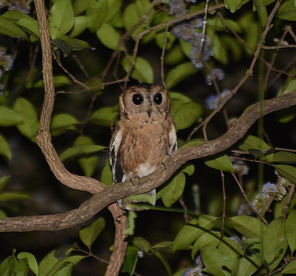 Indian Scops-Owl