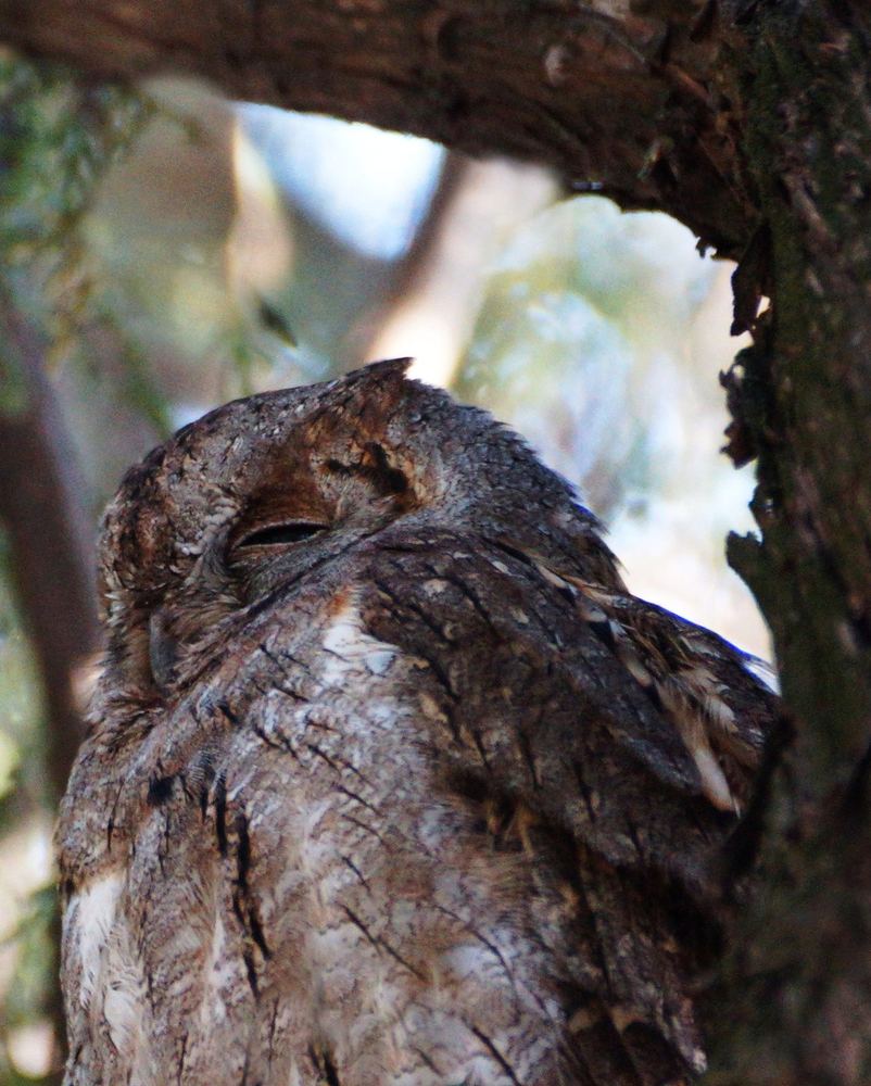 Eurasian Scops Owl