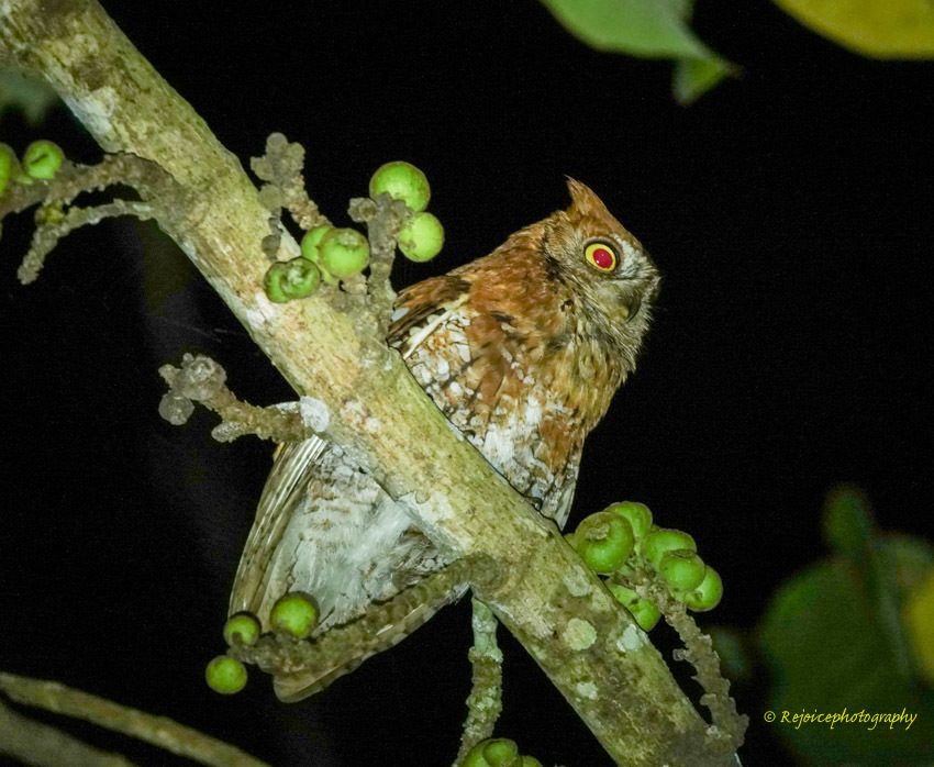 Oriental Scops-Owl