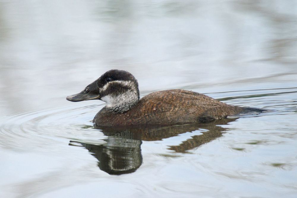 Oxyura leucocephala