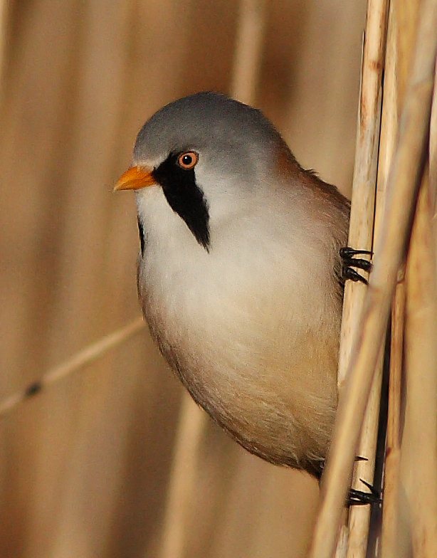 Panurus biarmicus