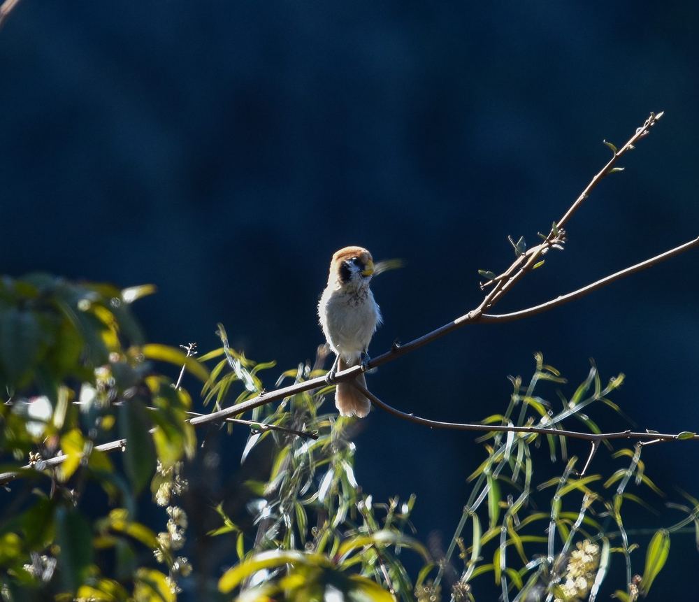 Spot-breasted Parrotbill