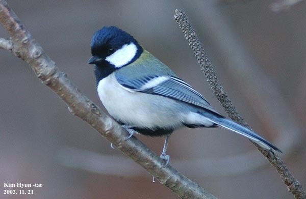Asian Tit
