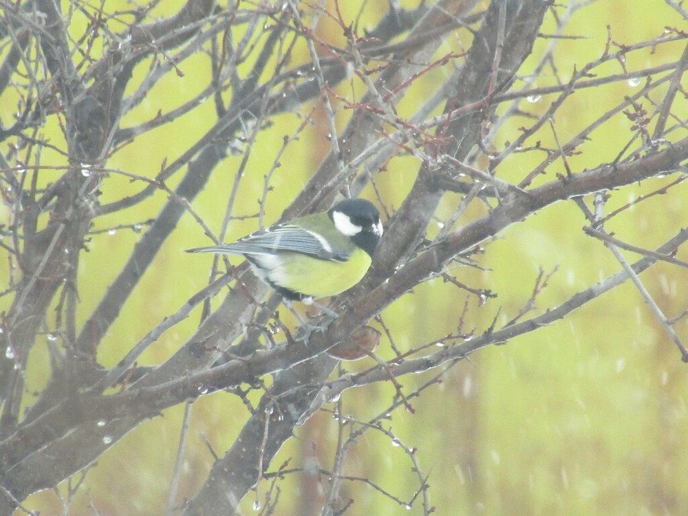 Great Tit