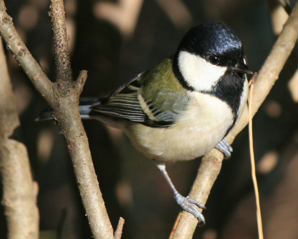 Japanese Tit