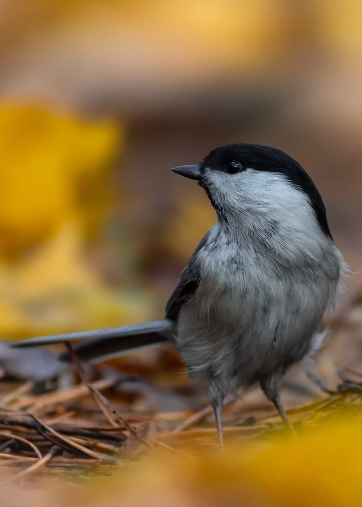 Willow Tit