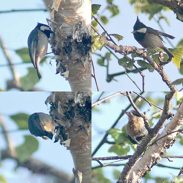 Parus rubidiventris