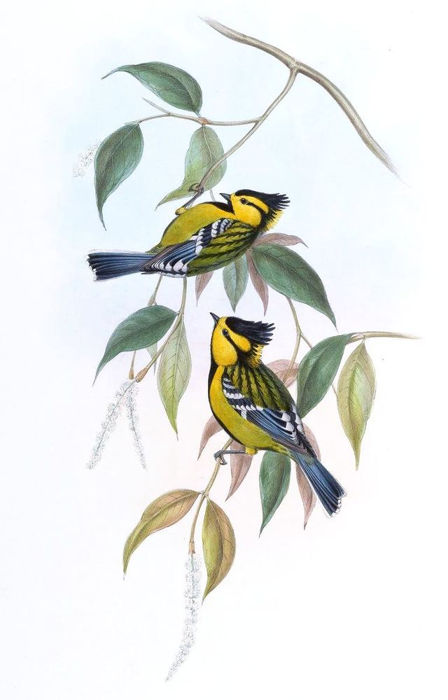 Yellow-cheeked Tit