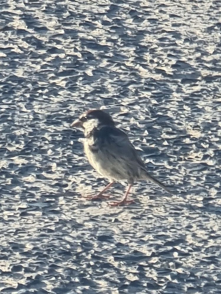 Spanish Sparrow