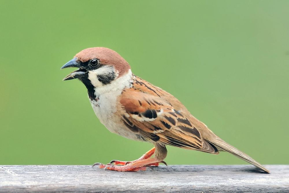Eurasian Tree Sparrow