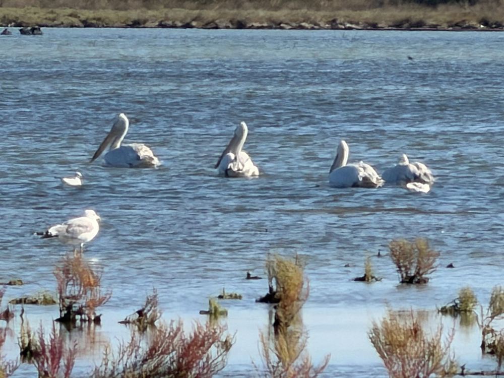 Dalmatian Pelican