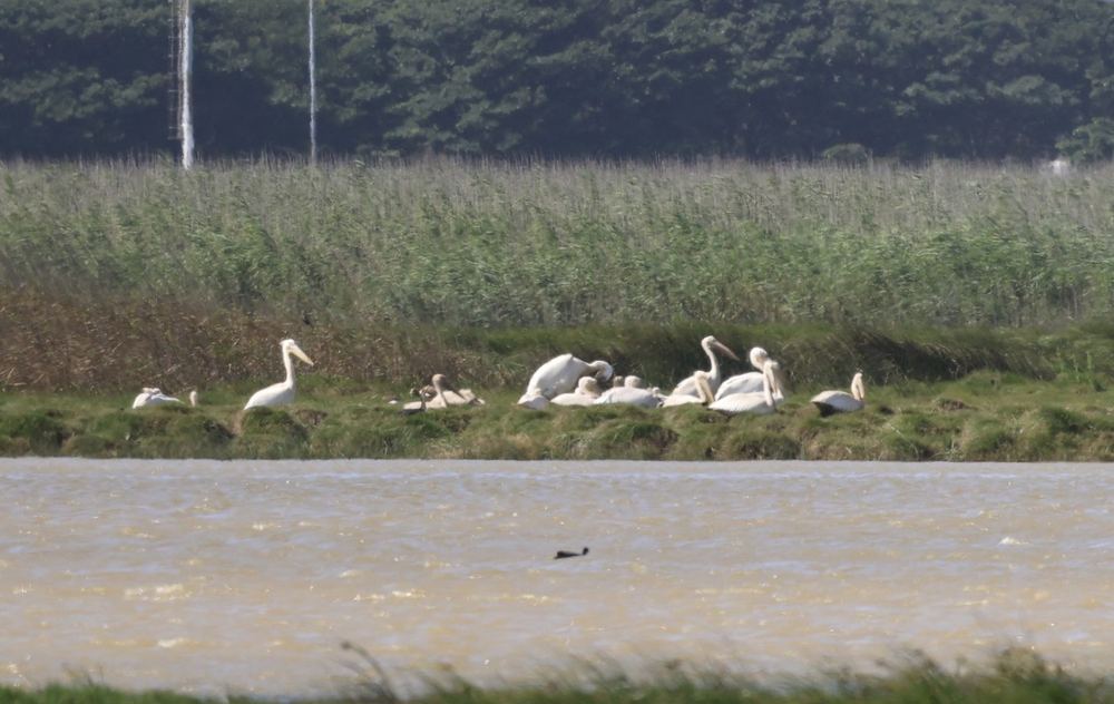 Great White Pelican