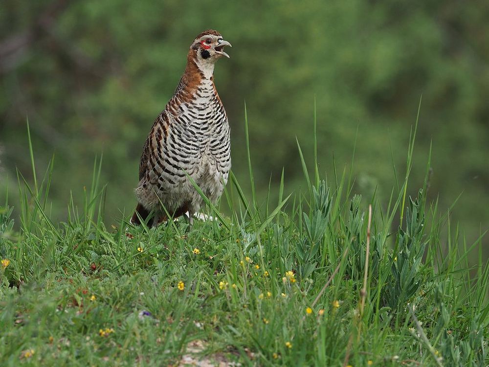 Tibetan Partridge