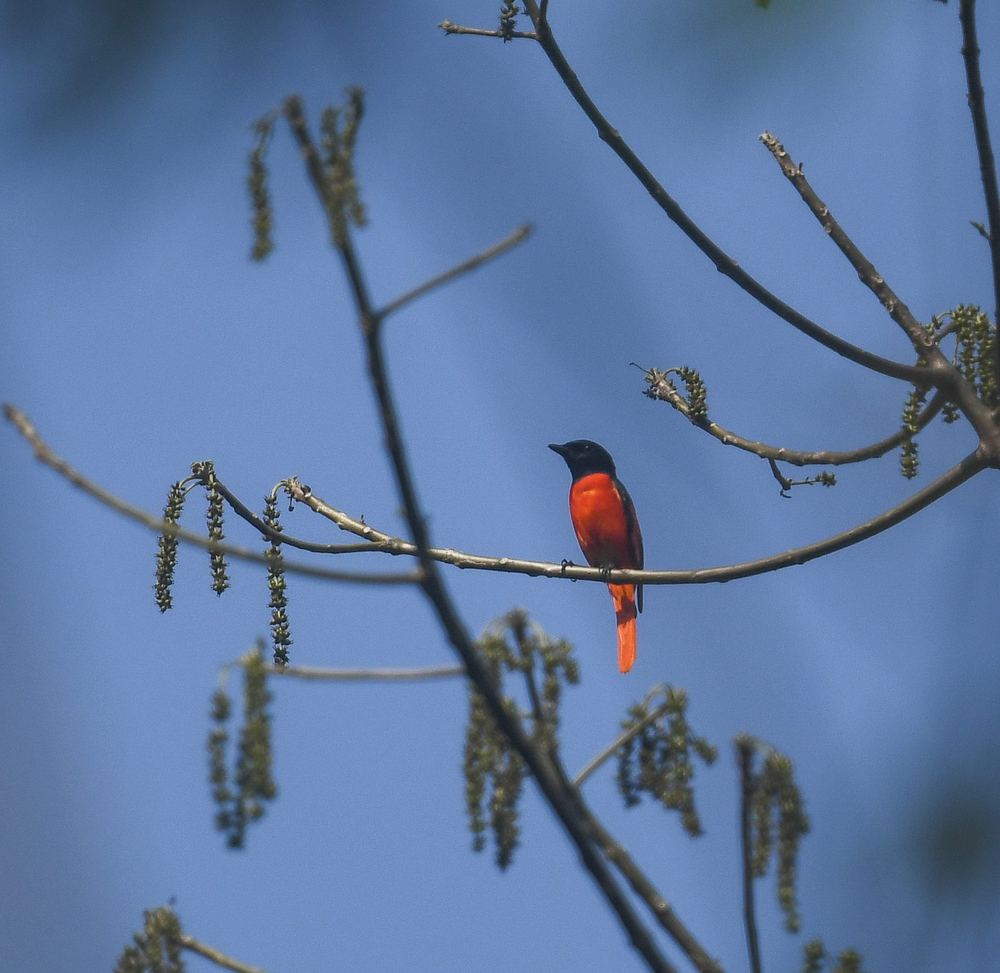 Short-billed Minivet