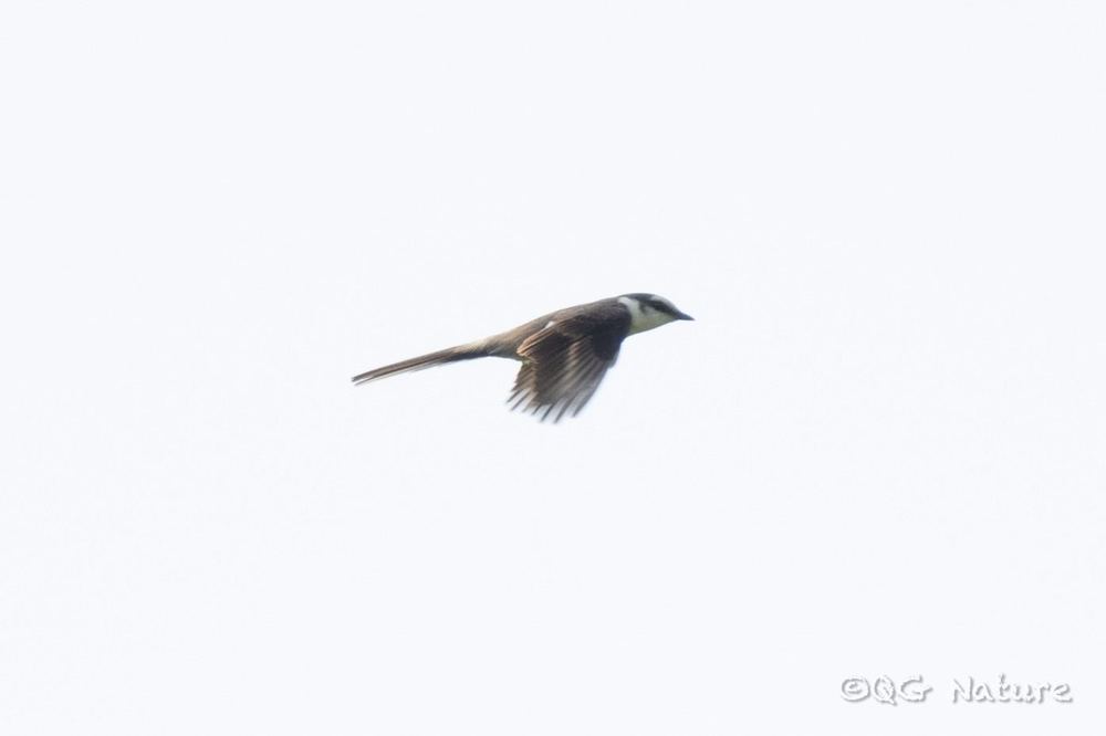 Swinhoe's Minivet