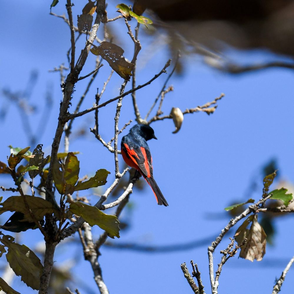 Long-tailed Minivet