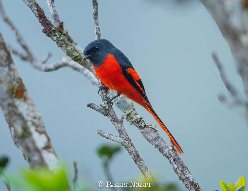 Grey-chinned Minivet