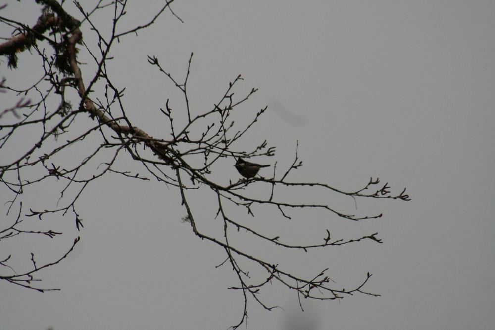 Rufous-vented Tit