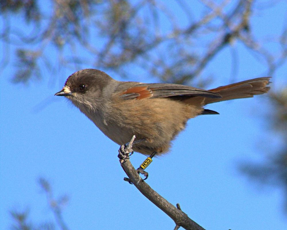 Perisoreus infaustus