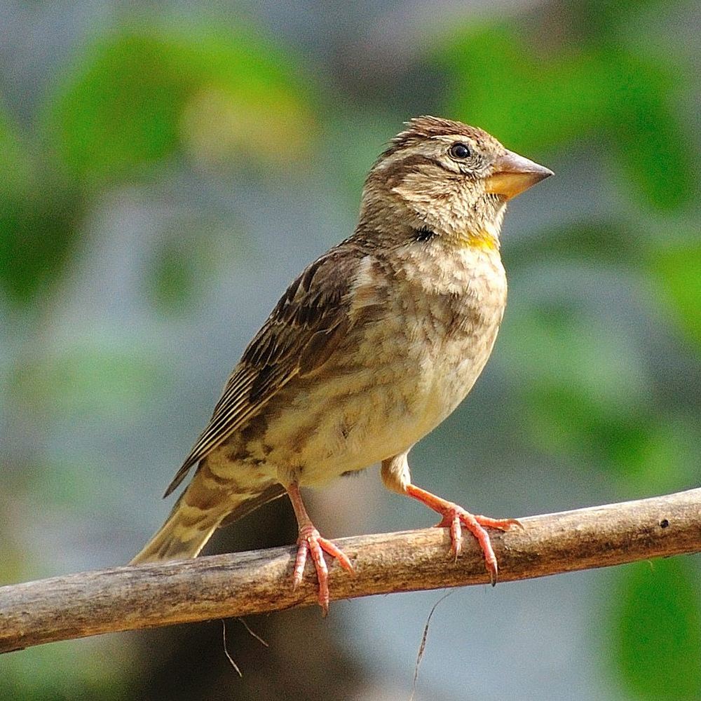 Petronia petronia