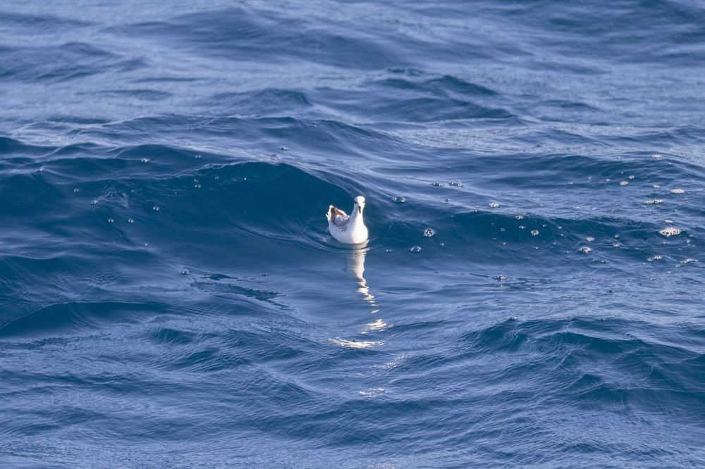 Red Phalarope