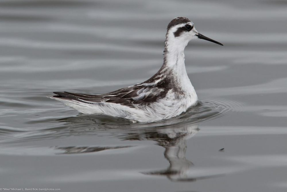 Red-necked Phalarope