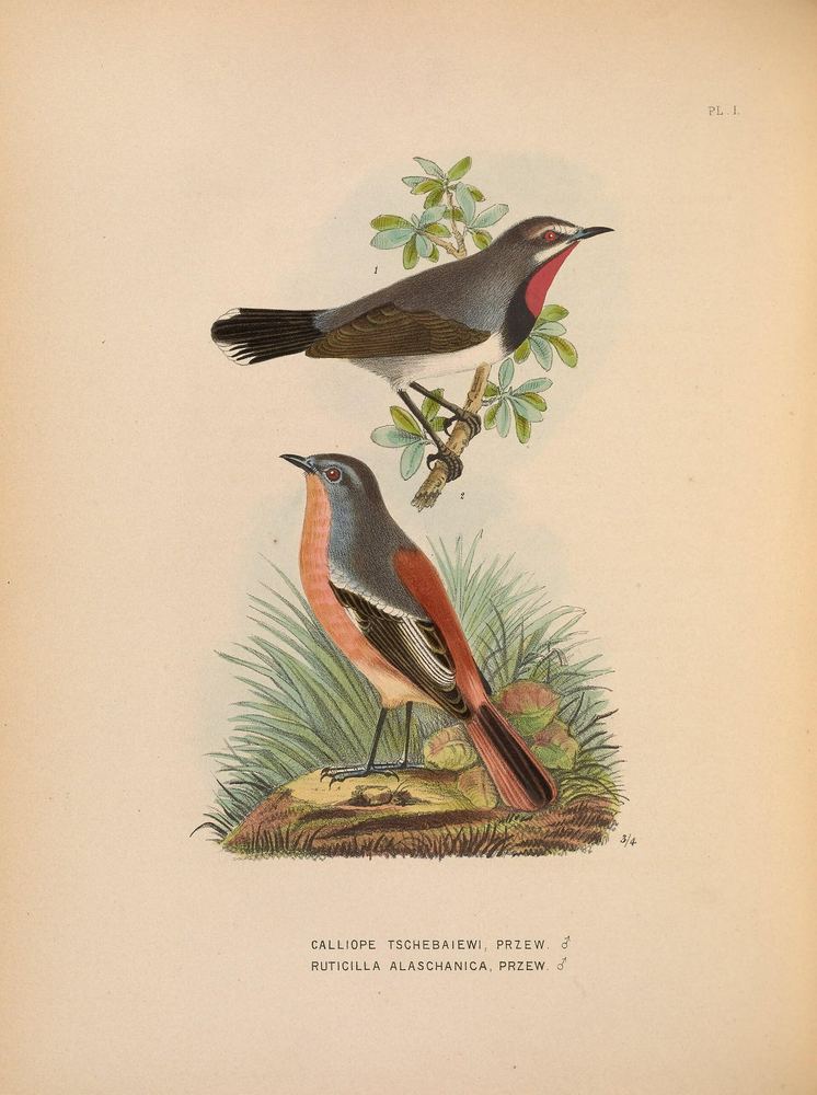 Phoenicurus alaschanicus