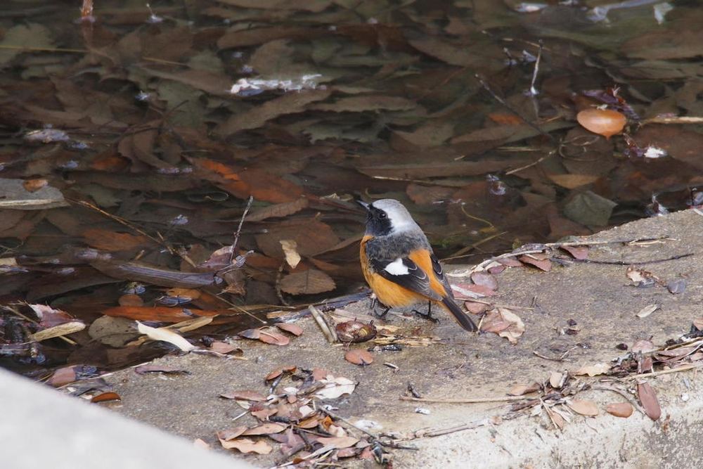 Daurian Redstart