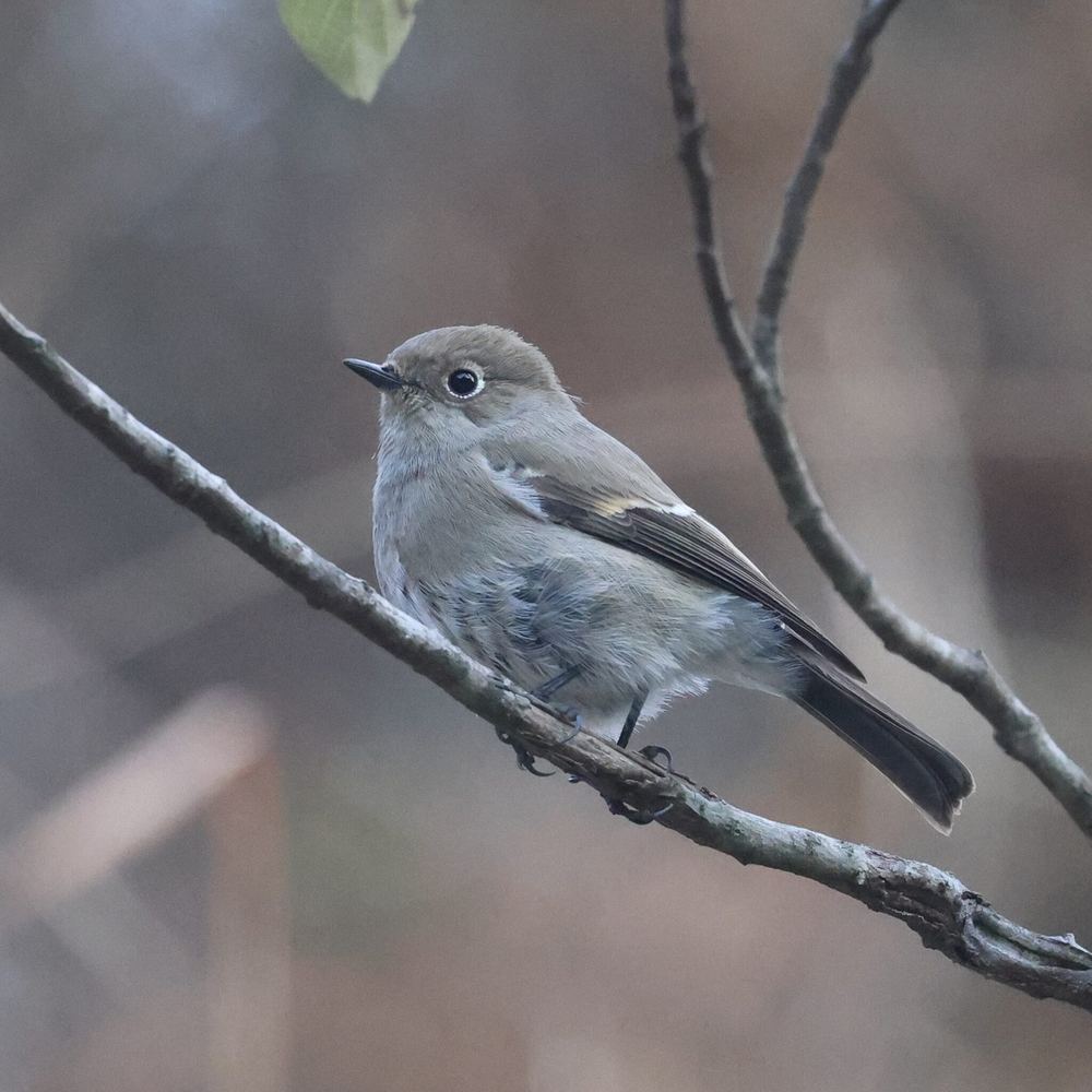 Blue-capped Redstart