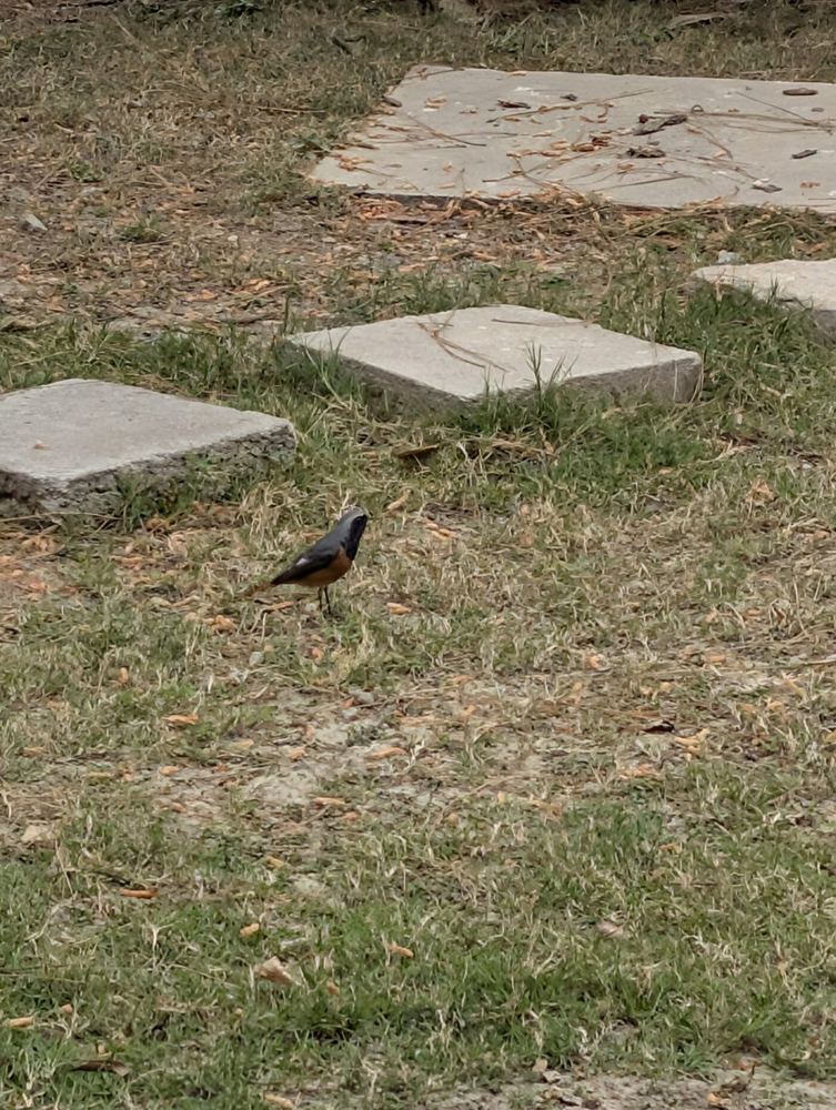 Hodgson's Redstart