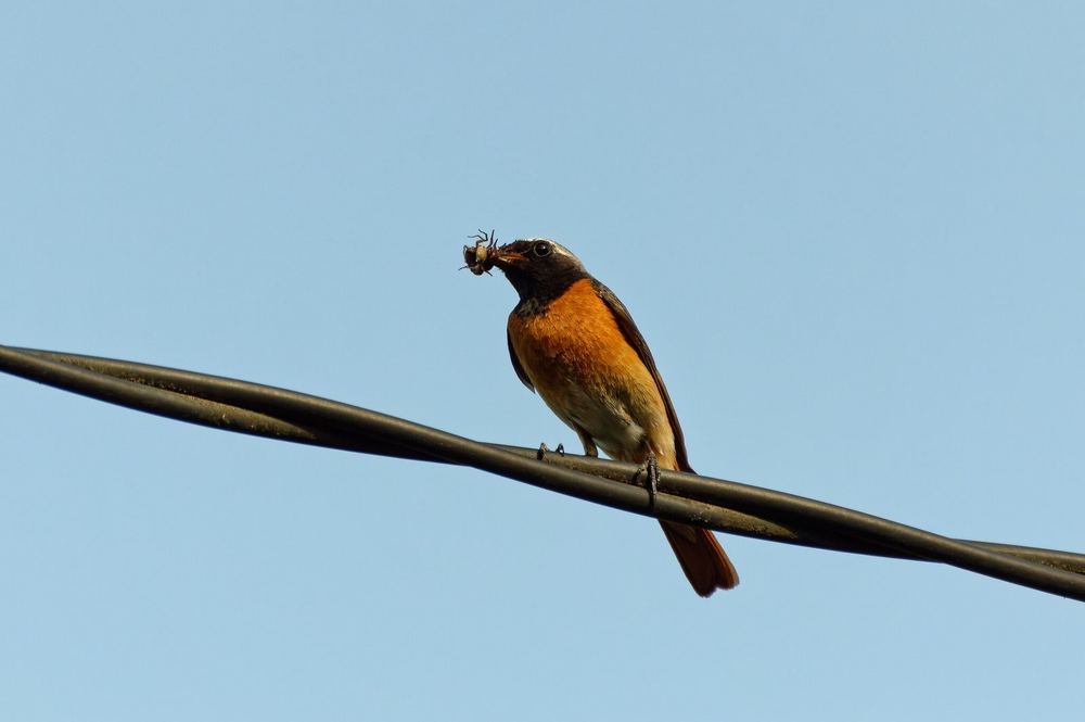 Common Redstart