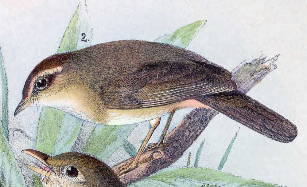Yellow-streaked Warbler
