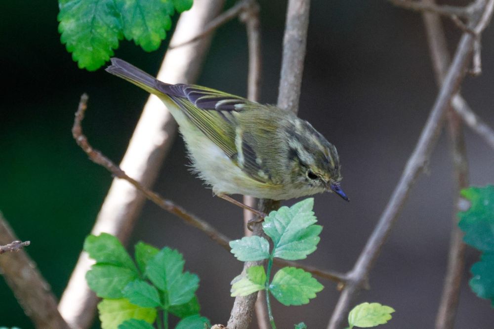 Lemon-rumped Warbler