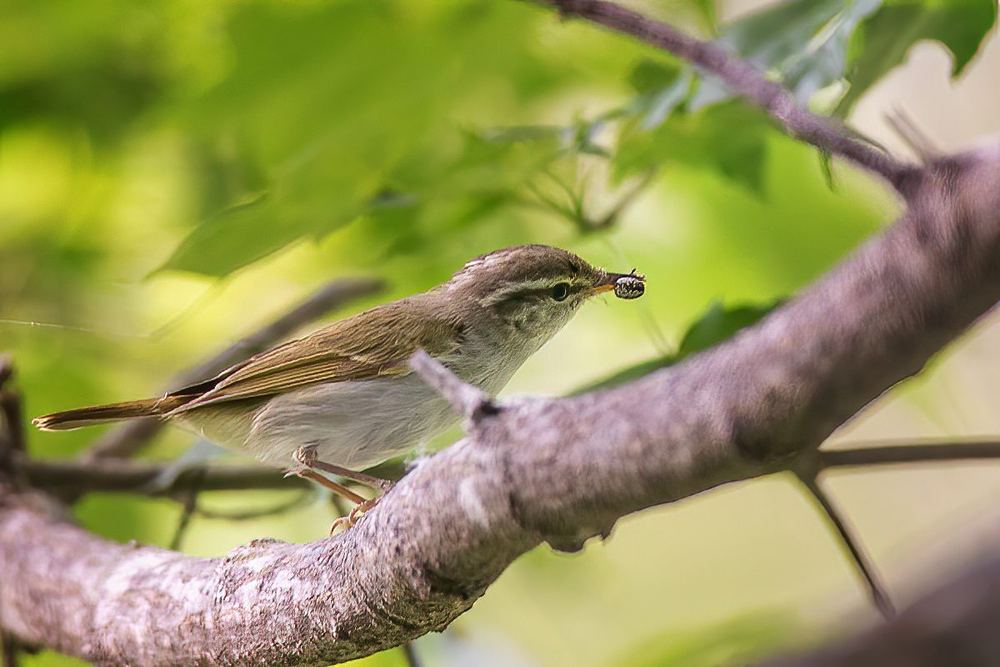Eastern Crowned Warbler