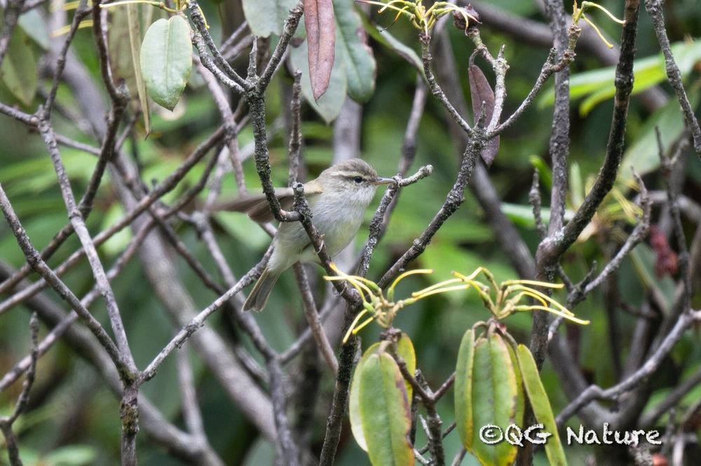 Phylloscopus emeiensis