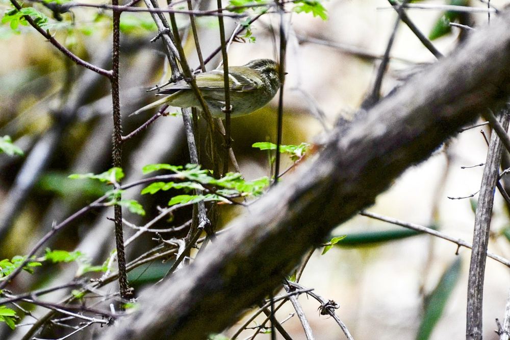 Sichuan Leaf Warbler