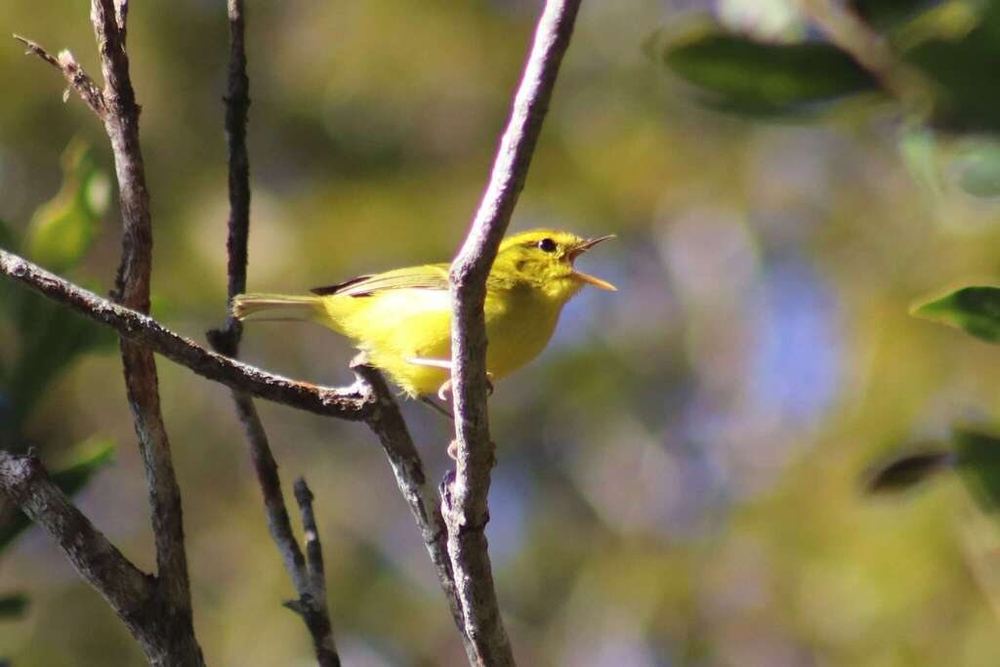Phylloscopus hainanus