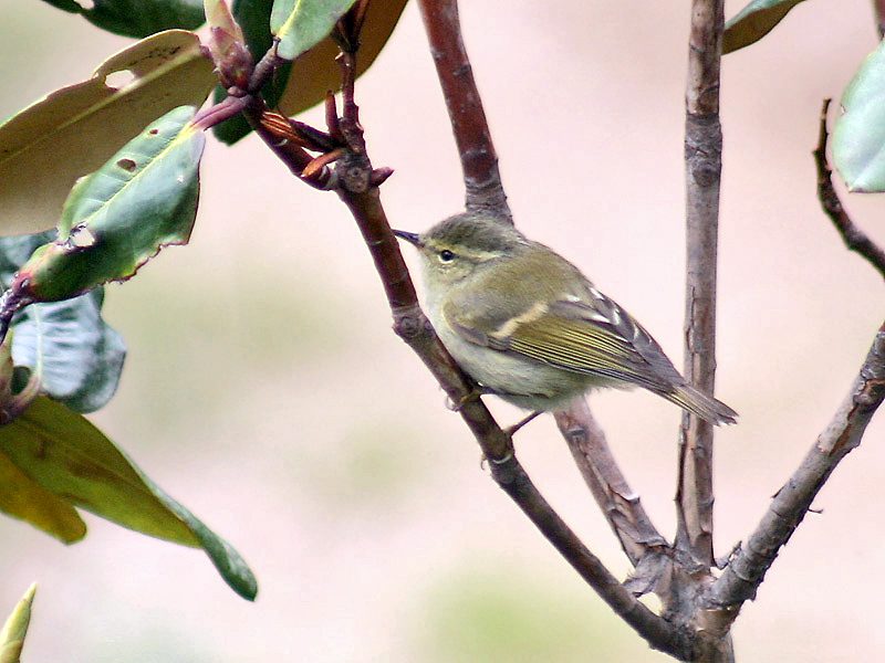 Hume's Leaf Warbler