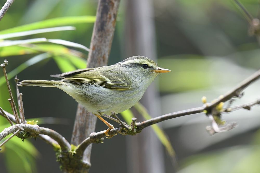 Davison's Leaf Warbler