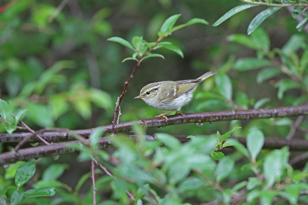 Phylloscopus kansuensis