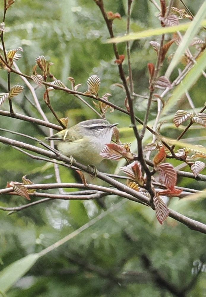 Ashy-throated Warbler